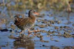 Suklavuzu / Rallus aquaticus / Water rail